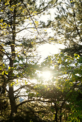 Sunlight through the trees